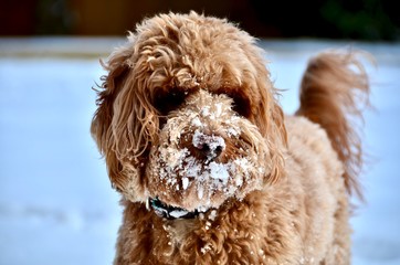 Snowy dog