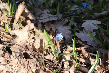 Blue blueflowers primroses bloom in the spring forest