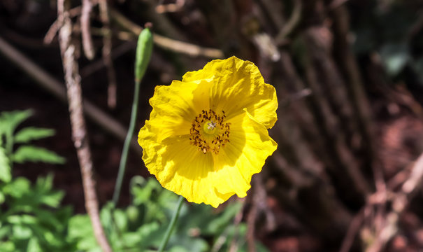 Beautiful yellow and red poppy flowers on a field