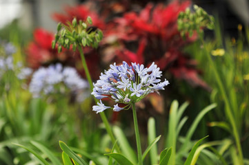 Beautiful flowers with purplish blue holes and flower