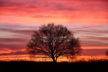 Fototapeta na wymiar Sunset and a Winter Oak Tree