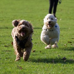 Playtime in the Park