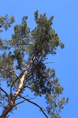  I look at the pine from the bottom up