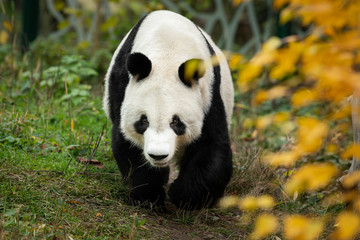 A female giant panda walking in a zoo