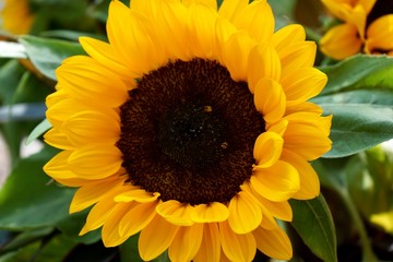 sunflower represents the pure and stable love. Blurred background