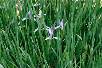 Milky Iris (Iris lactea). Called White flowered iris also.