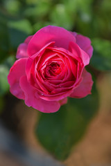 Pink rose in the garden