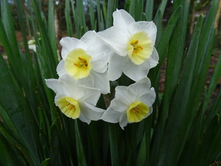 NARCISOS. ESPECIES BULBOSAS DE VARIOS COLORES Y BONITAS FLORES. HOJAS LARGAS.