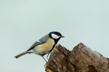 A great tit sitting on a piece of wood