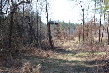  A broken tree is in the spring forest