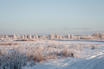 Winter landscape. Dry grass, bushes and trees in hoarfrost in a white field covered with snow. Skyline. Blue sky. Sunny frosty day.