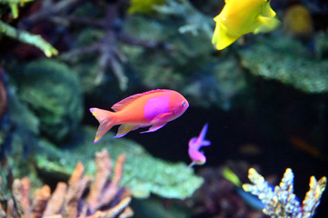 カラフルで派手な色の魚　水中で泳ぐスミレナガハナダイ