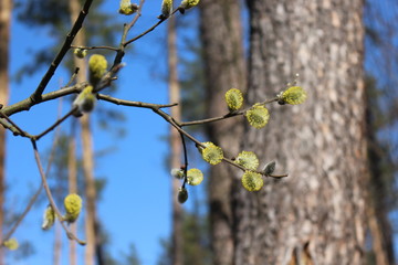  Willow blossoms in early spring in the forest. Her flowers look like fluffy kittens