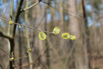  Willow blossoms in early spring in the forest. Her flowers look like fluffy kittens