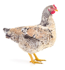Brown hen isolated.