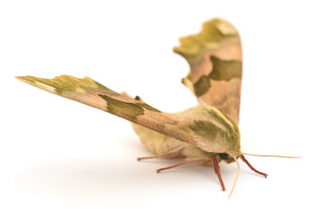 Fototapeta premium Lime Hawk-Moth (Mimas Tiliae).