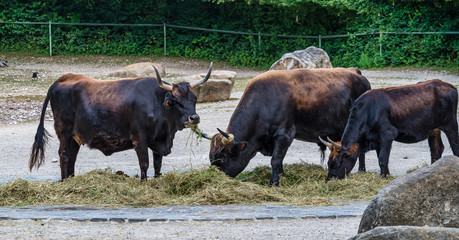 Heck cattle, Bos primigenius taurus or aurochs in the zoo
