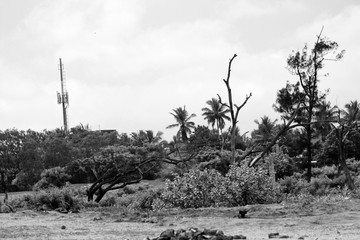 Nature Greyscale Landscape