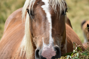 Retrato de un caballo