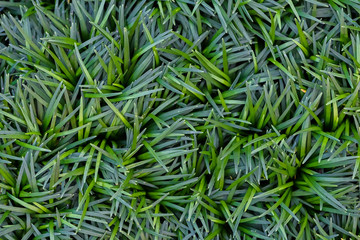 Green grass texture for background. Green lawn pattern and texture background. Close-up