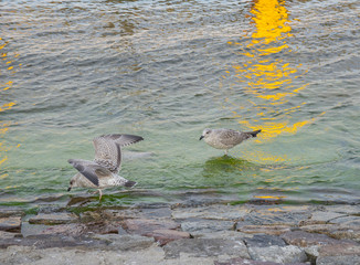 Seagulls on the beach of Baltic Sea