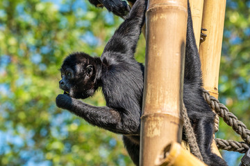 The black-headed spider monkey, Ateles fusciceps is a species of spider monkey