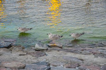 Seagulls on the beach of Baltic Sea
