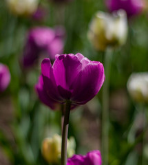 Obraz na płótnie Canvas lilac-pink tulips lit by the spring sun on