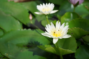 lotus flowers