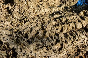 Quercus suber, commonly called cork oak, is medium-sized evergreen oak in Quercus section in...