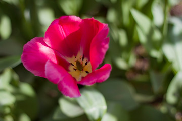 Fototapeta na wymiar large light pink tulips with white stripes close up