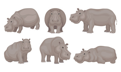 Huge African Hippo Sitting and Standing Vector Set