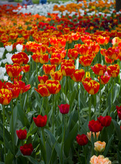 large red-yellow tulips lit by the sun