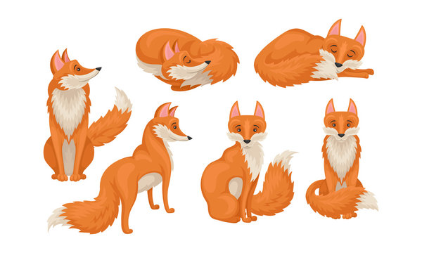 Red fox in Different Poses Vector Illustrations Set
