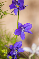 Purple flower