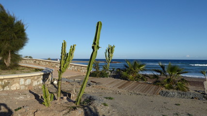 Kakteen am Strand von Mojacar, Spanien
