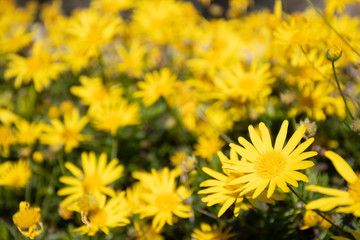 Beautiful group of yellow daisy, marguerite or marguerite daisy flower