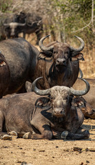 Obraz premium Buffalo cattle looking at the camera, vertical composition