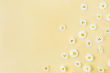 White chamomile daisy flowers pattern on yellow background. Flat lay, top view minimal floral composition.