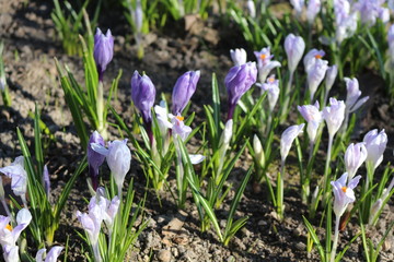  Delicate crocuses bloomed in the early spring in the garden