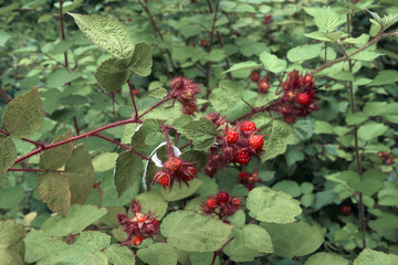 Wine Raspberry (Rubus phoenicolasius). Called Wineberry and Japanese Wineberry also. - obrazy, fototapety, plakaty