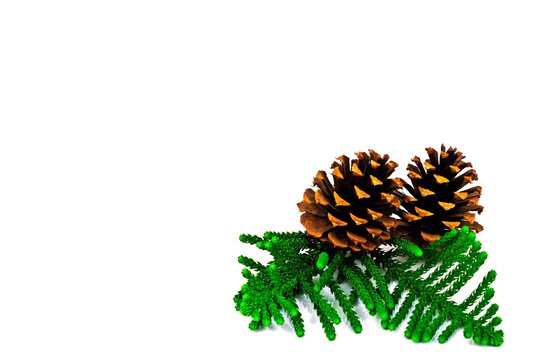 Norfolk Island Pine Images Browse 1 131 Stock Photos Vectors And Video Adobe Stock