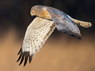 Male Northern Harrier Hawk aka Gray Ghost in Flight