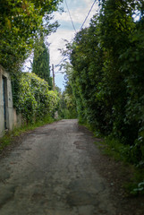 road in forest