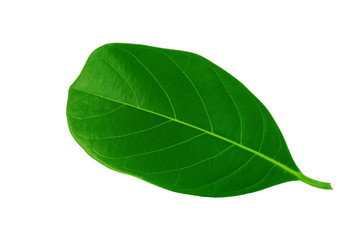 Jackfruit leaves isolated on white background. Green leaves isolated on white background.