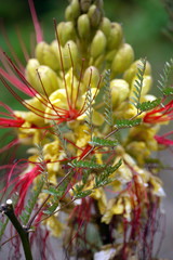 Obraz premium Flower