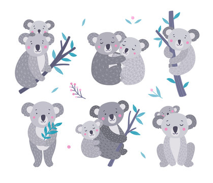 Cute koala bears vector collection. Australian animals wildlife illustration set. Koala family, mother and baby on white background