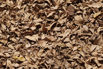 Dry leaves on the ground texture background - fall foliage season backdrops environment