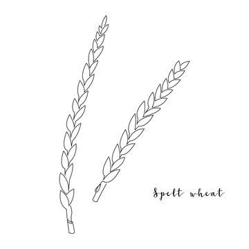 Continuous line spelt wheat, grain crop. Vector line art. Perfect for logo, packaging design, icon
