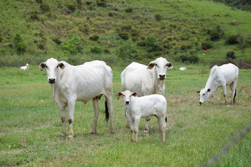 Obraz na płótnie Canvas Nelore cattle in the pasture